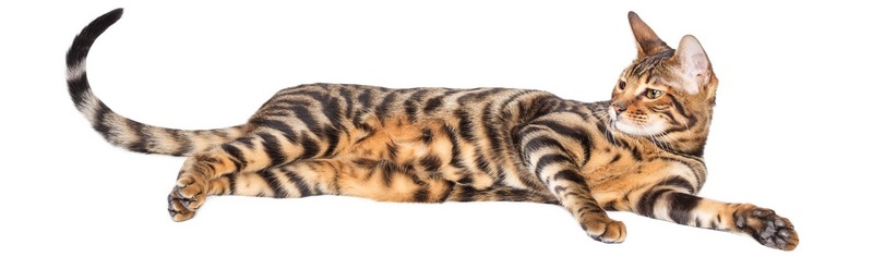 tiger cat3